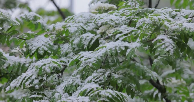 Snowfall on green spring leaves. The non-punishability of weather and climate change on planet earth.