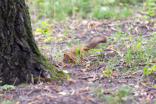 Red squirrel forages among the grass and fallen leaves in a serene forest setting during a bright sunny day