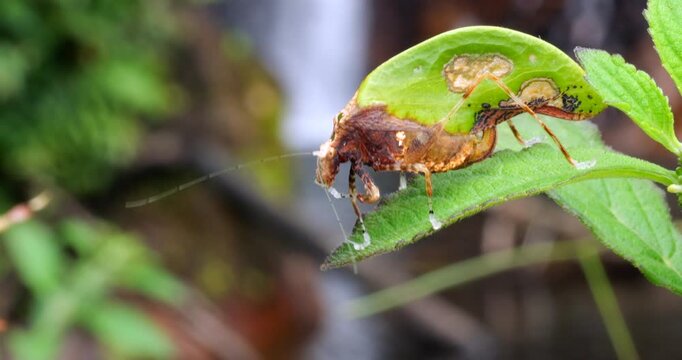 Leaf mimic katydid (Pycnopalpa bicordata). Has a striking resemblance to a leaf, complete with fungus spots. In tropical rainforest with a waterfall in the background, Napo province, Ecuador.