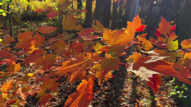 Vibrant orange and golden-red maple leaves amidst the forest in autumn. Sunlight filters through the trees, casting a warm, shimmering glow on the leaves and the tranquil forest backdrop.