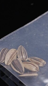 Vertical video. Hand Places Small Transparent Packet of Sunflower Seeds on Black Table, Preparing Planting Material for Home Gardening