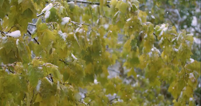 The first autumn snow falls on the leaves of the tree. Shot on super slow motion camera 1000 fps.