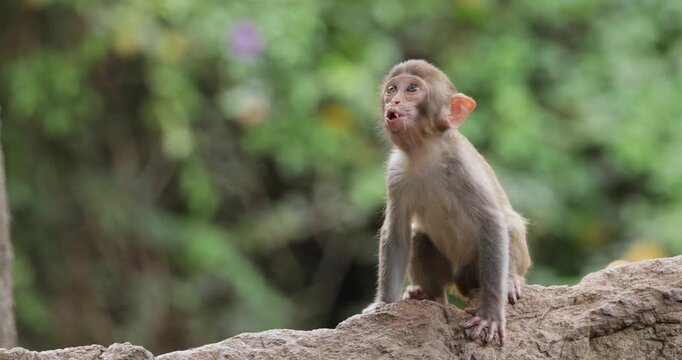 Macaques in nature. Macaques constitute a genus (Macaca) of gregarious monkeys. Macaques are found in a variety of habitats throughout the Asian continent and are highly adaptable.