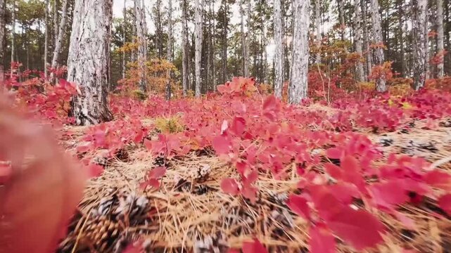 A low-angle camera shot moving forward through a stretch of red and yellow leafed bushes in autumn.