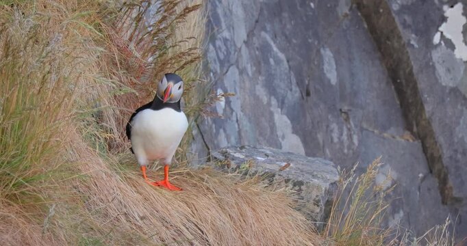 Atlantic puffin (Fratercula arctica), on the rock on the island of Runde (Norway).