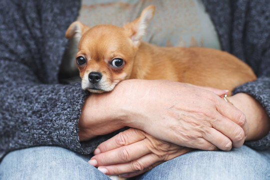 Chihuahua puppy resting in caring human arms, showing large dark eyes and tan fur, expressing trust, tenderness, companionship, affection, pet care and emotional bond in cozy home setting
