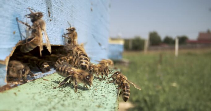 Honey bees flying at blue wooden beehive entrance.