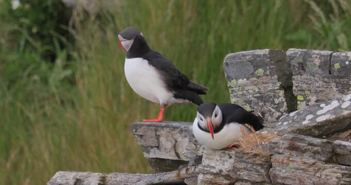 Atlantic puffin (Fratercula arctica), on the rock on the island of Runde (Norway).