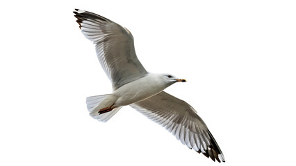 Single wild grey seagull bird flying with open wings isolated on transparent background. © Leo