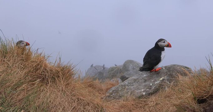 Atlantic puffin (Fratercula arctica), on the rock on the island of Runde (Norway).