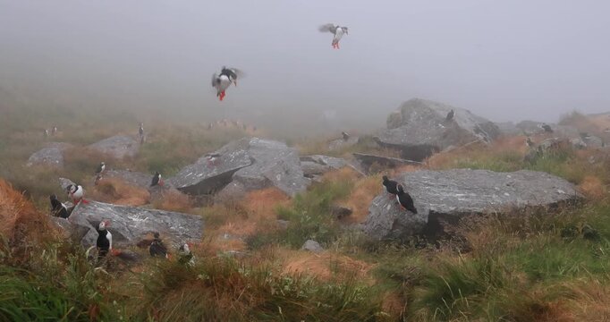 Atlantic puffin (Fratercula arctica), on the rock on the island of Runde (Norway).
