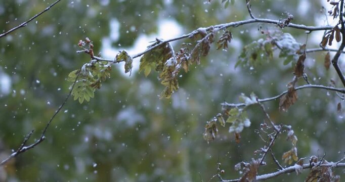Close-up of bare tree branches with lingering yellow autumn leaves, covered in fresh snow during snowfall, set against blurred green forest background. Shot on super slow motion camera 1000 fps.