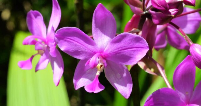 Orchid, Bletia purpurea, In montane rainforest, Napo province, Ecuador.