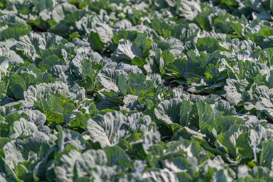Vibrant white cabbage field flourishing under the sun ready for harvest in a serene rural landscape