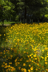 Obraz premium Yellow Wildflowers Blooming in a Shaded Park Meadow