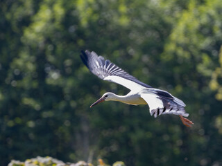 Obraz premium Flying white stork