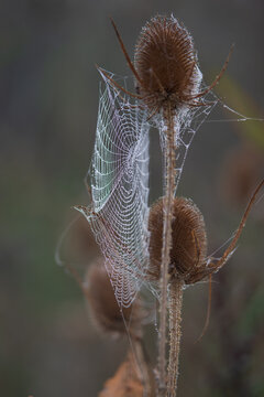 Geometrisches Spinnennetz neben dem Samenstand einer Wilden Karde (Dipsacus fullonum). Detailreiche Naturaufnahme mit markanter Netzstruktur