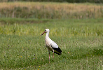 Obraz premium White stork in field