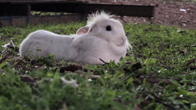 Fluffy White Rabbit Resting Quietly on Untidy Green Grass