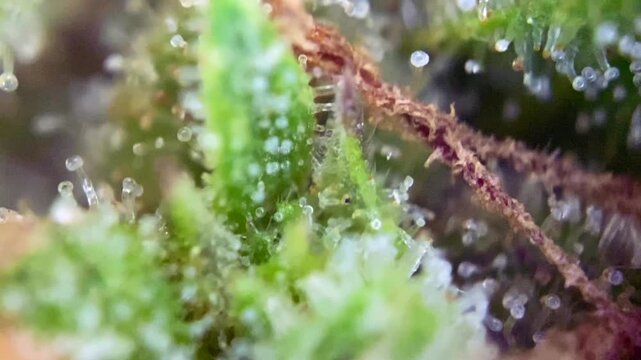 Great Cannabis plant with mature milky trichomes at close up, indicating peak potency and optimal harvest time for cultivation.