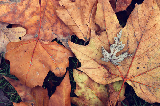 top view image of autumn fallen leaves background