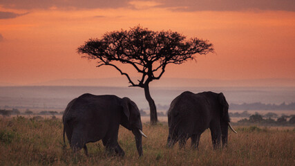 African elephants and acacia tree silhouette at dusk in Kenya © mmirophotostock