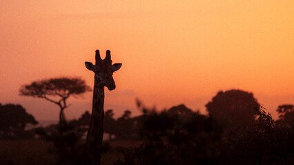 Giraffe head silhouetted against glowing orange sunset sky, Kenya © mmirophotostock