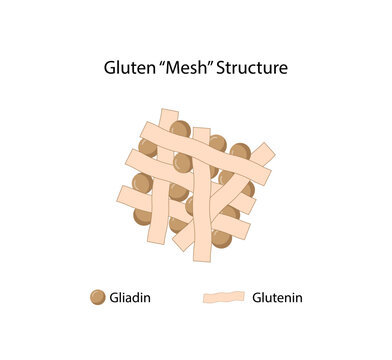 Gluten Formation, Disulfide Bond Formation From mixing two molecules of Gliadin and Glutenin with Water. Gluten Mesh structure. Scientific design. Vector Illustration.