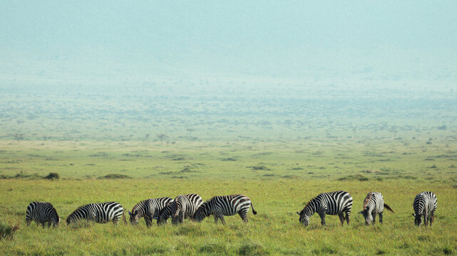 Zebras grazing on green grass in Kenyan savannah landscape