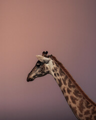 Profile portrait of Masai giraffe head against sunset sky Kenya © mmirophotostock