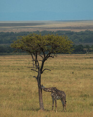 Giraffe feeding on leaves from acacia tree in Kenyan savannah © mmirophotostock