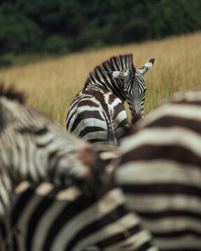 Plains zebra head framed by herd members in Kenya
