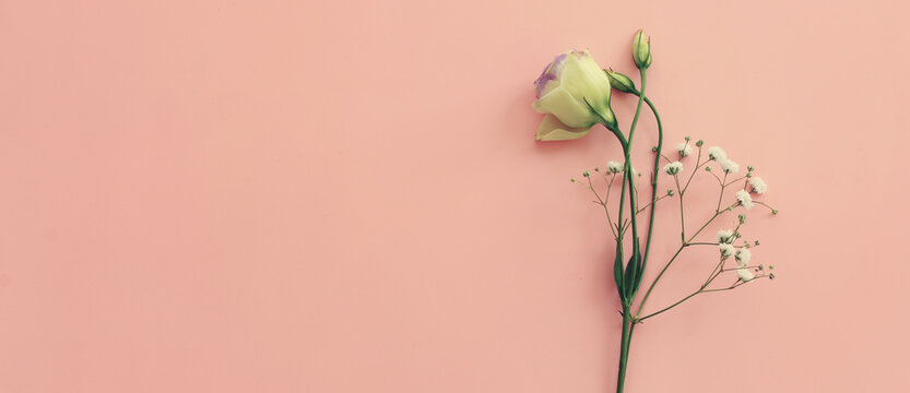 Top view image of romantic and delicate flowers on pastel background