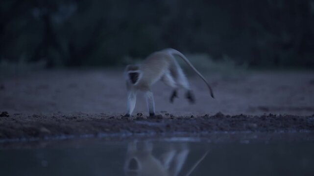 Vervet Monkey Alert on Night Safari in Africa, Scared Nervous Nocturnal Animals and African Wildlife at a Watering Hole in the wild in natural habitat in blue hour at dusk