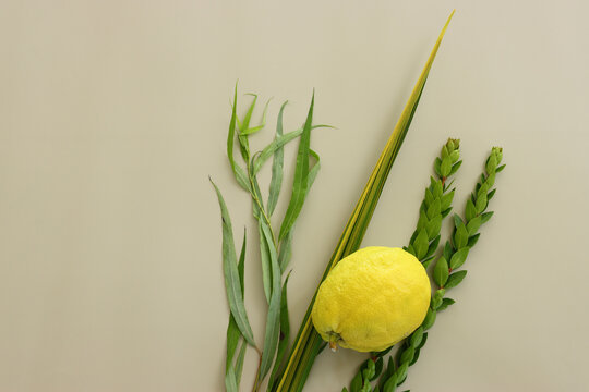 Jewish festival of Sukkot. Traditional symbols (The four species): Etrog (citron), lulav (palm branch), hadas (myrtle), arava (willow)