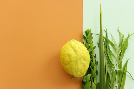 Jewish festival of Sukkot. Traditional symbols (The four species): Etrog (citron), lulav (palm branch), hadas (myrtle), arava (willow)