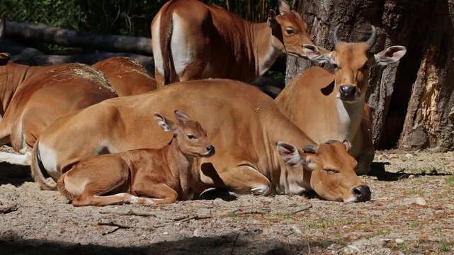 Family of Banteng, Bos javanicus or Red Bull. It is a type of wild cattle But there are key characteristics that are different from cattle and bison: a white band bottom in both males and females.