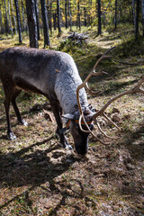 Reindeer Grazing in Sunlit Forest © TranAnhDao