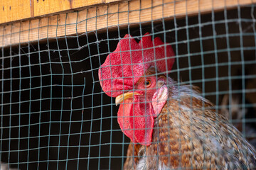 Rooster behind wire mesh in a wooden chicken coop. Close-up of a domestic farm bird with a prominent red comb and colorful feathers. © Marek
