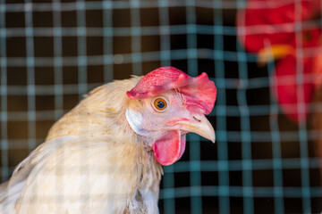 White hen behind wire mesh in a chicken coop. Close-up portrait of a domestic chicken with red comb and wattle on a backyard poultry farm. © Marek