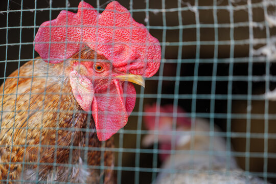 Rooster with a large red comb behind wire mesh in a chicken coop. Close-up of domestic poultry on a small farm with another bird in the background.