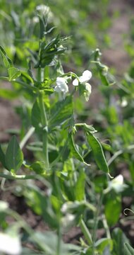 Green pea plant with white flowers growing in the garden