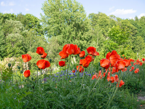 Orange colored Pseudo-oriental poppies blooming in early summer ay allotment garden, sunny day green trees and blue sky on a background