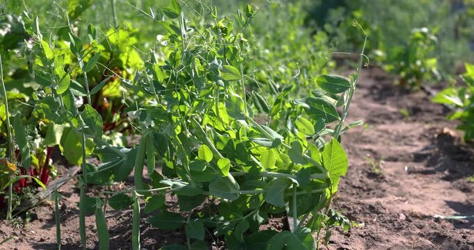 Green pea plants cultivated in a sunny vegetable garden