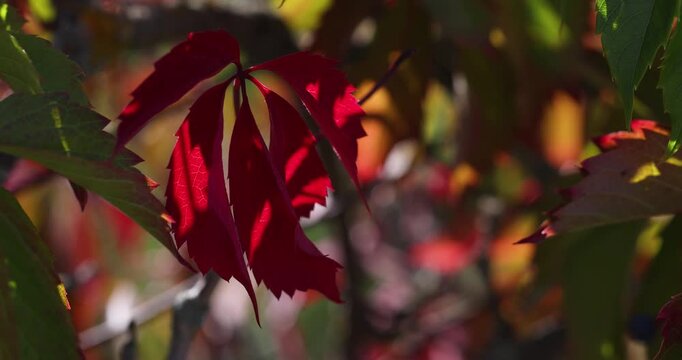Red virginia creeper leaves swaying in autumn sunlight