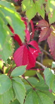 Virginia creeper changing color to red during autumn