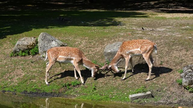 Two fallow deer, Dama mesopotamica fight head to head over female and territory. A ruminant mammal belonging to the family Cervidae.