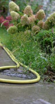 Leaking yellow garden hose during rain shower