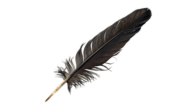 Single elegant dark black bird feather plumage decoration isolated on transparent background.