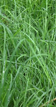 Fresh green grass with morning dewdrops swaying